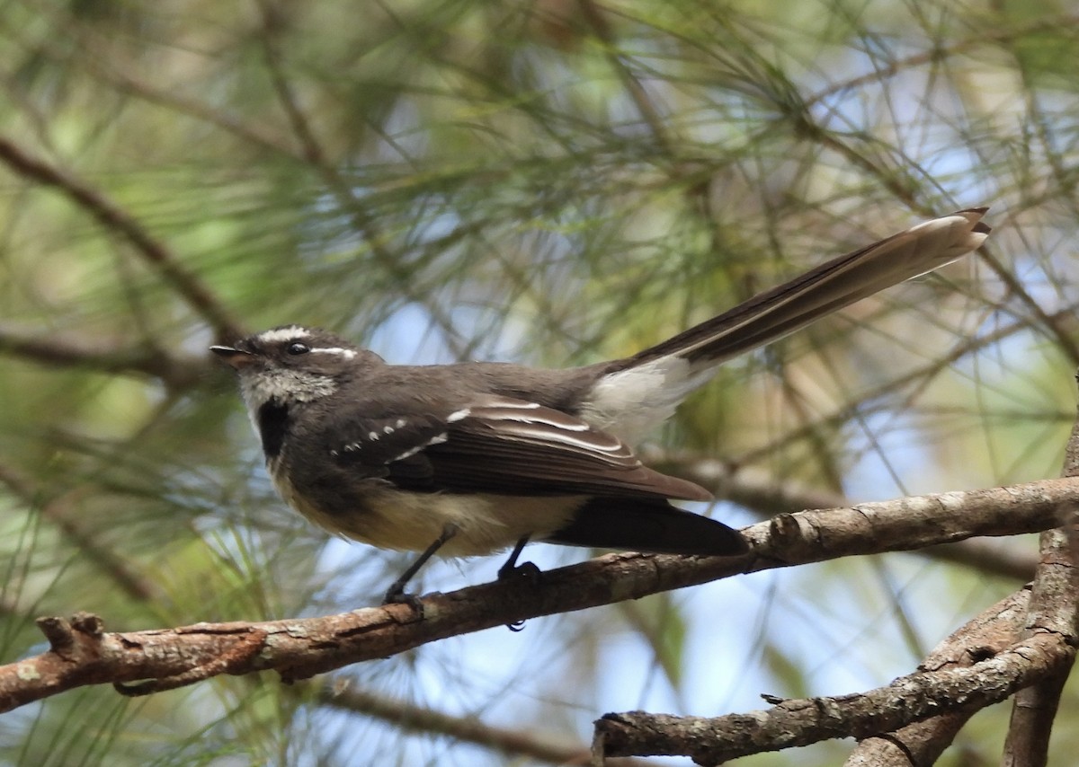 Gray Fantail - ML618363317