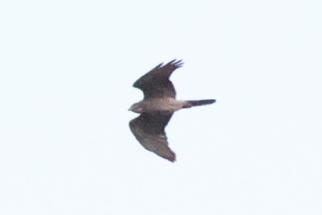 Gray-faced Buzzard - Andrew William