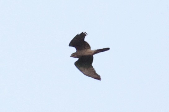 Gray-faced Buzzard - ML618363322