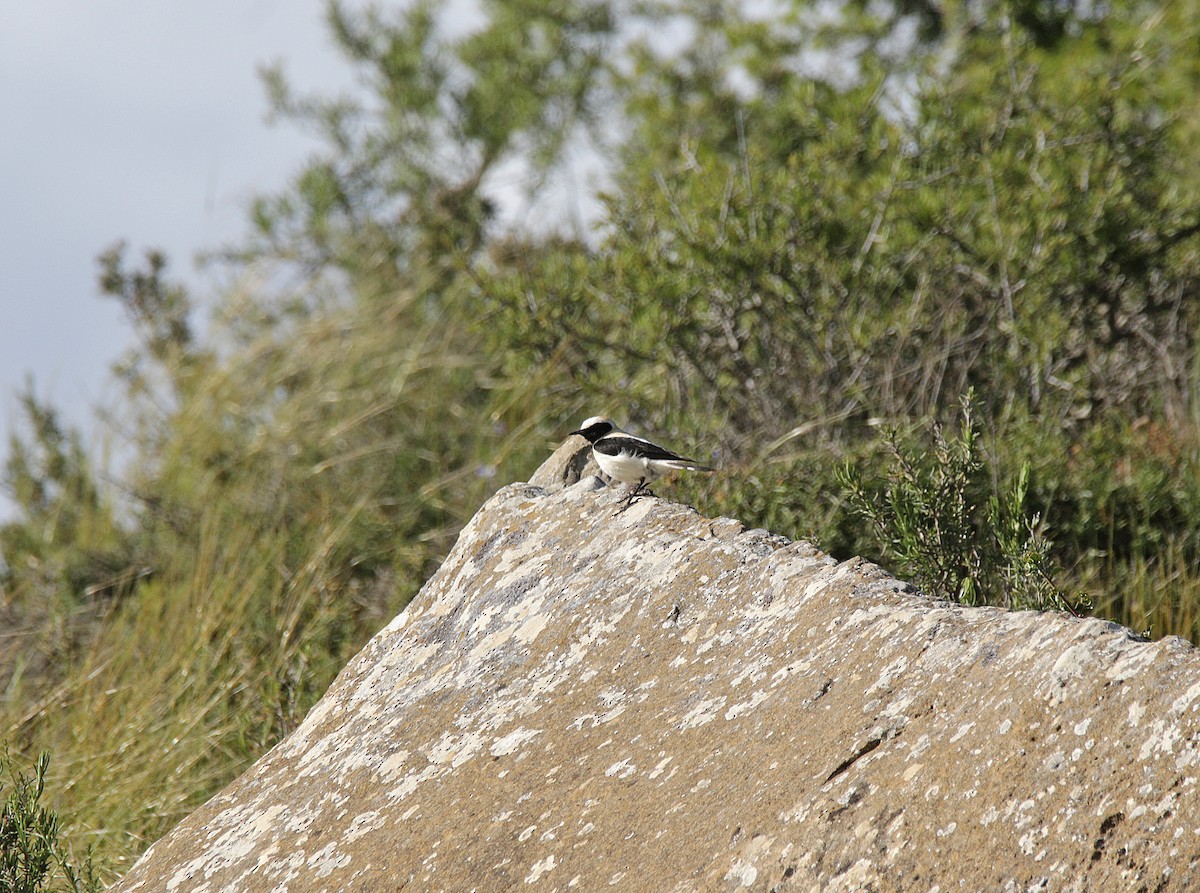 Western Black-eared Wheatear - ML618363393