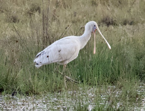 Yellow-billed Spoonbill - Yvonne van Netten