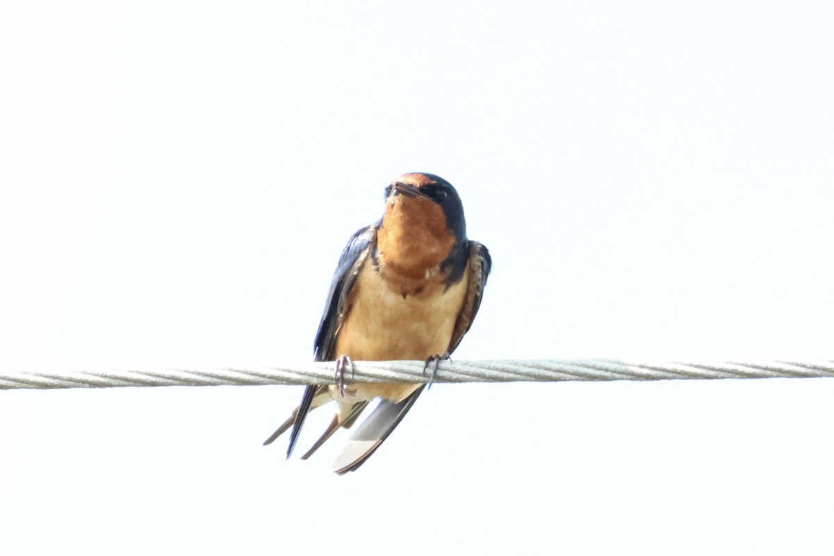 Barn Swallow - ML618363409
