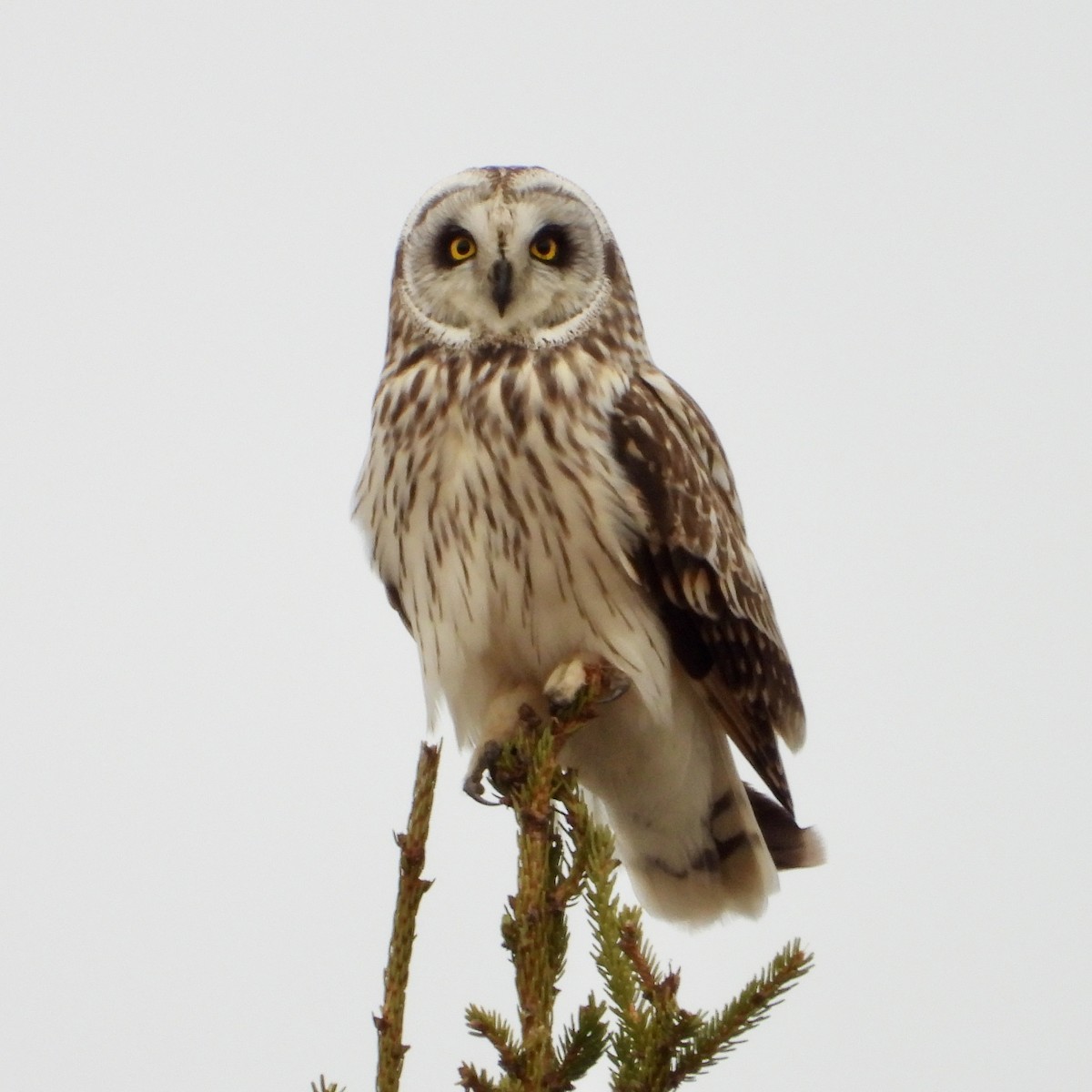 Short-eared Owl - Sophie Bourdages