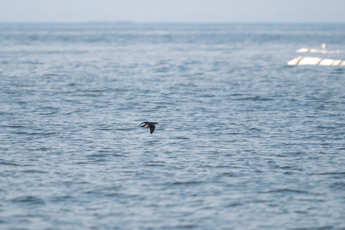 Spectacled Guillemot - ML618363428