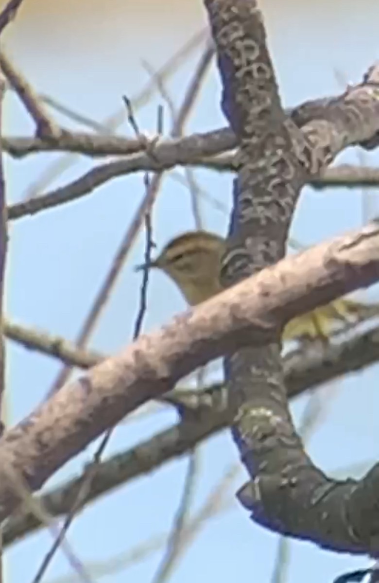 Palm Warbler - John Kingeter