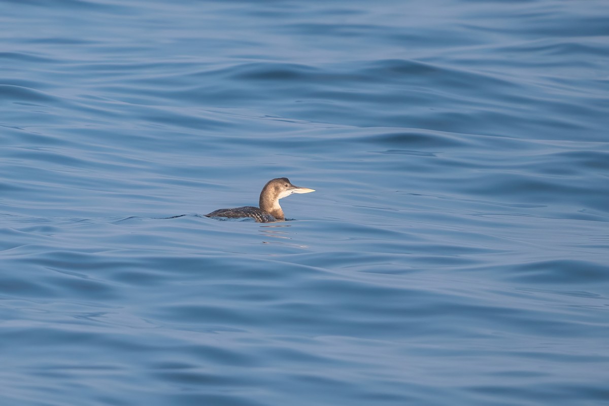 Yellow-billed Loon - Andy Lee