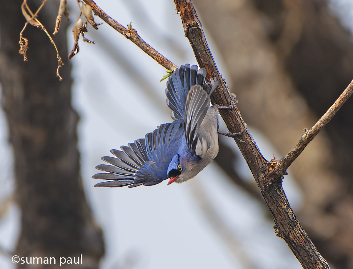 Velvet-fronted Nuthatch - ML618363446