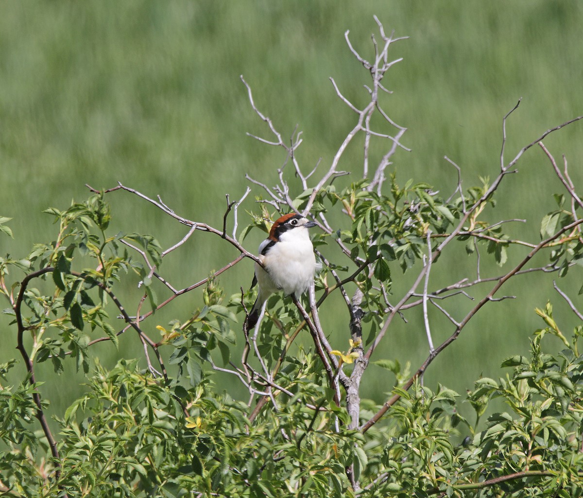 Woodchat Shrike - ML618363450