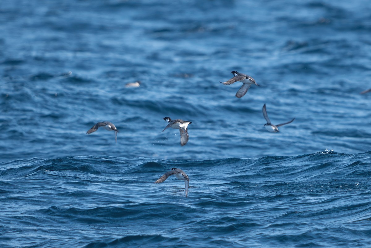 Ancient Murrelet - ML618363501