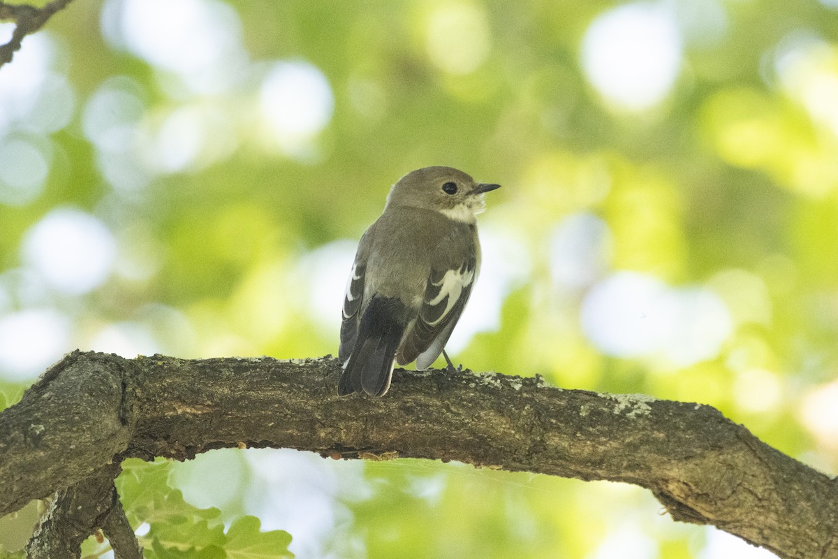 European Pied Flycatcher - Sebastiano Ercoli