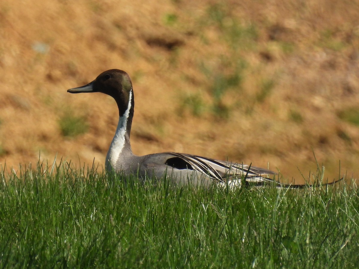 Northern Pintail - Patricia and Richard Williams