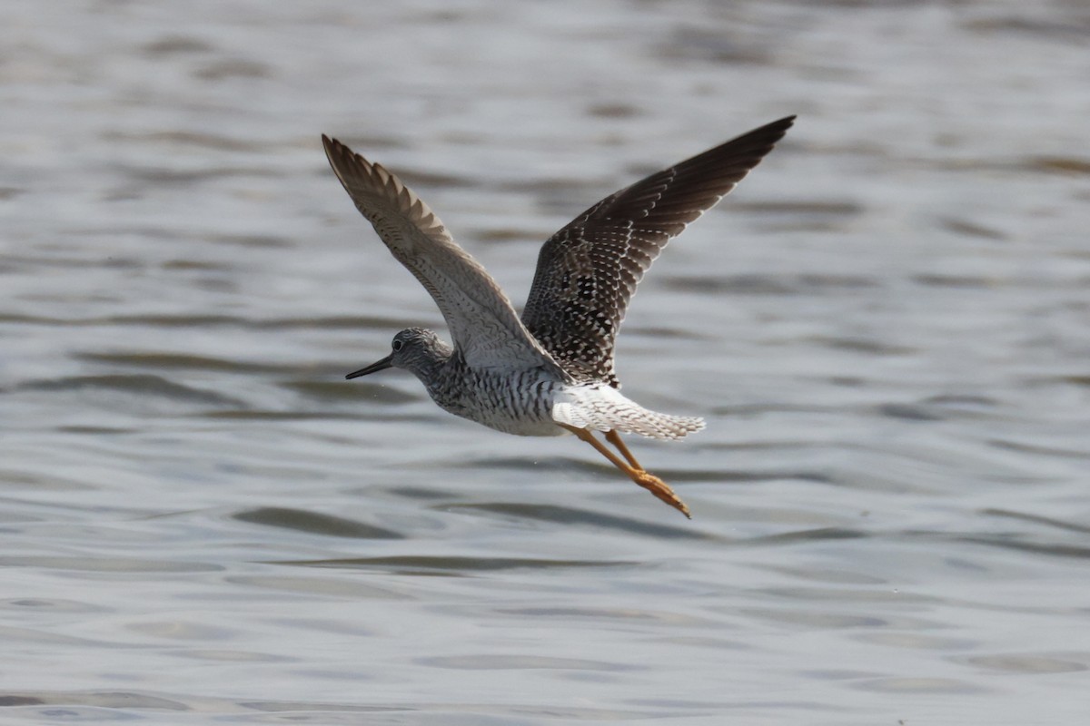 Greater Yellowlegs - Andrew William