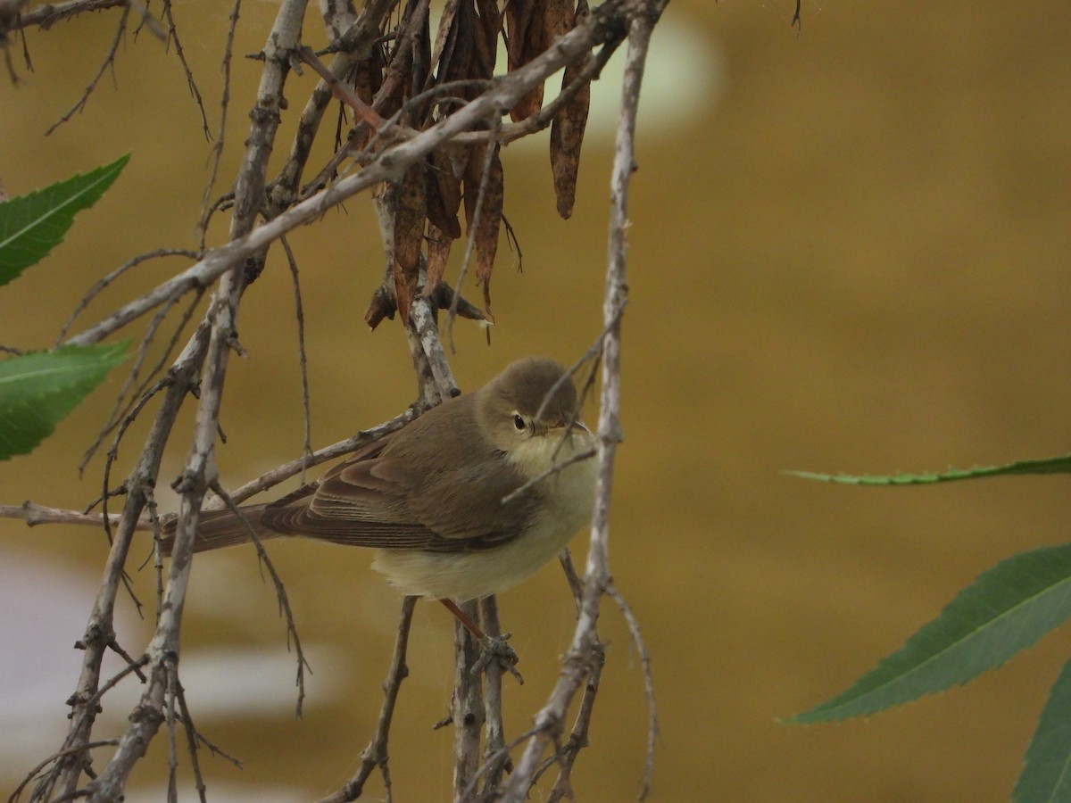 Upcher's Warbler - ML618363652