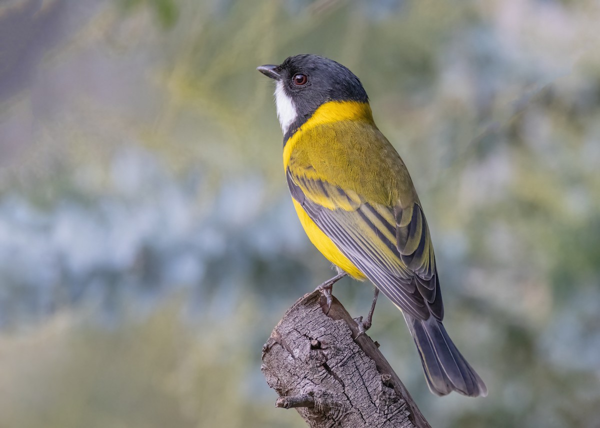 Golden Whistler (Eastern) - Julie Clark