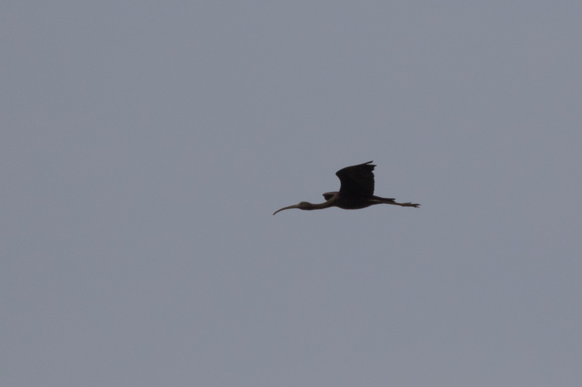 ibis hnědý - ML618363678