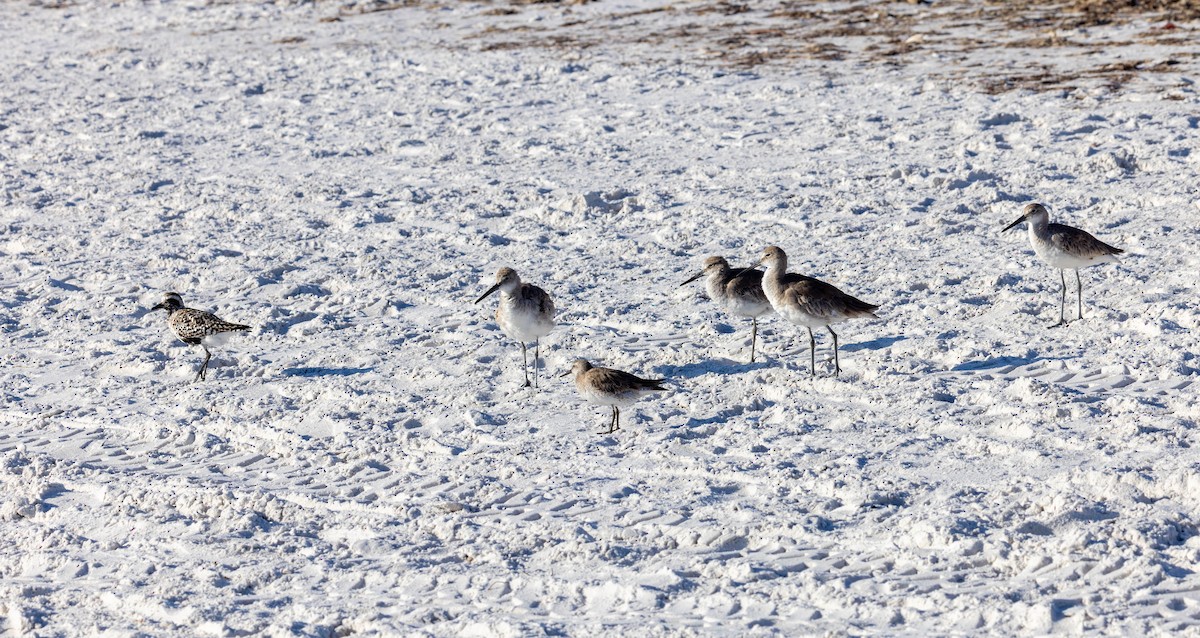 Willet - Verlee Sanburg