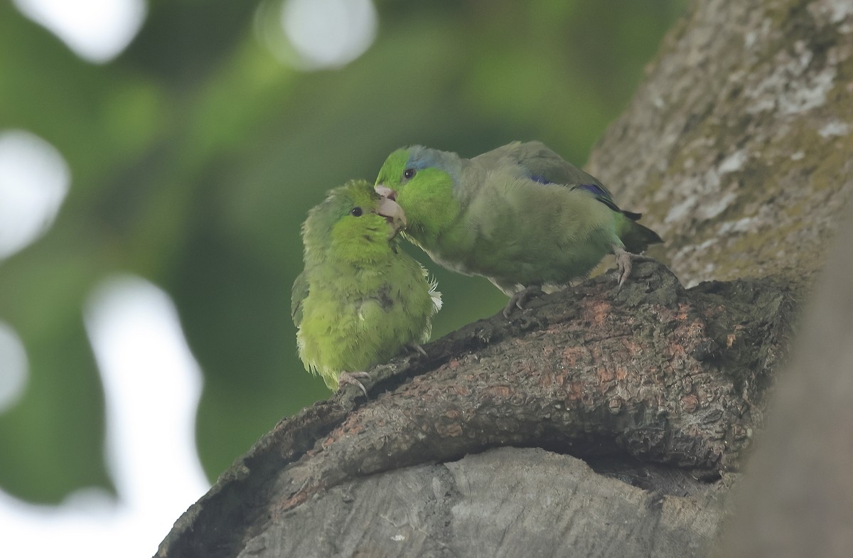 Pacific Parrotlet - Albert Linkowski