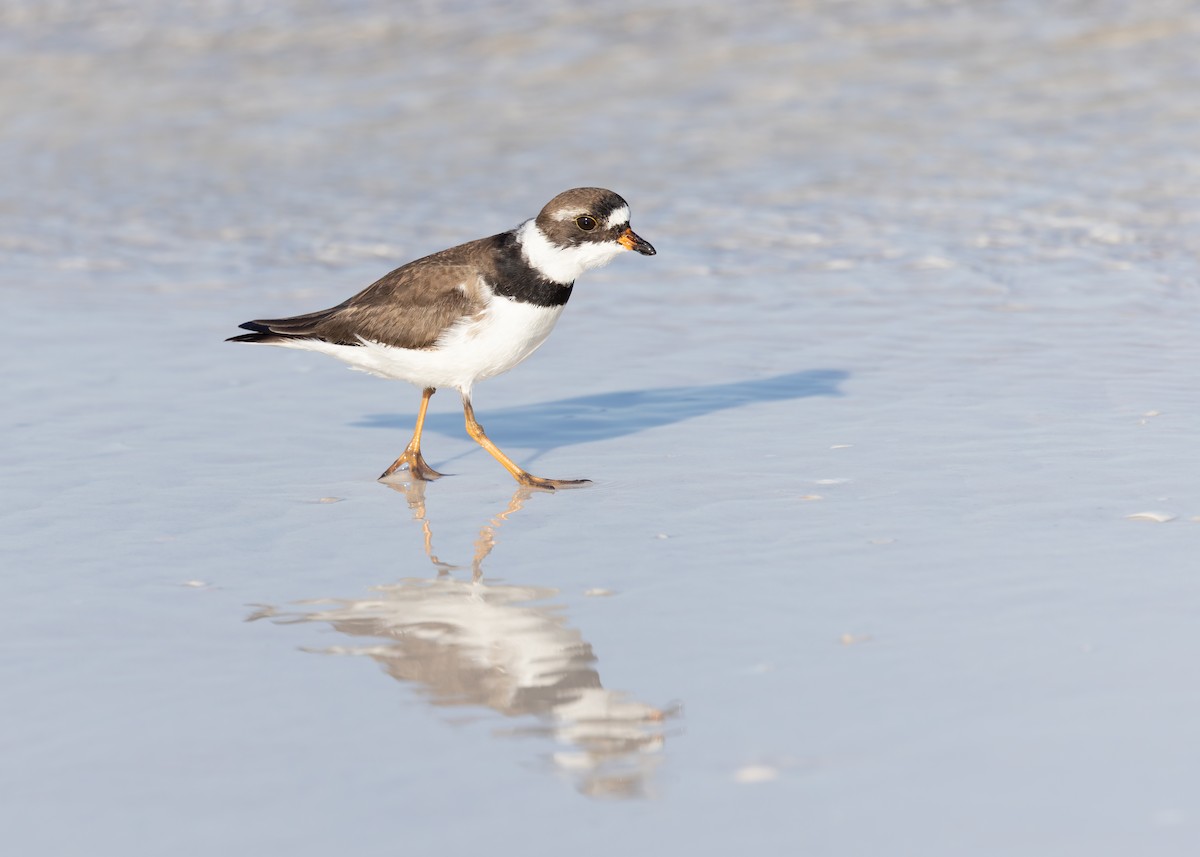 Semipalmated Plover - Verlee Sanburg