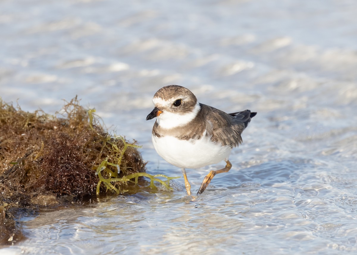 Semipalmated Plover - Verlee Sanburg