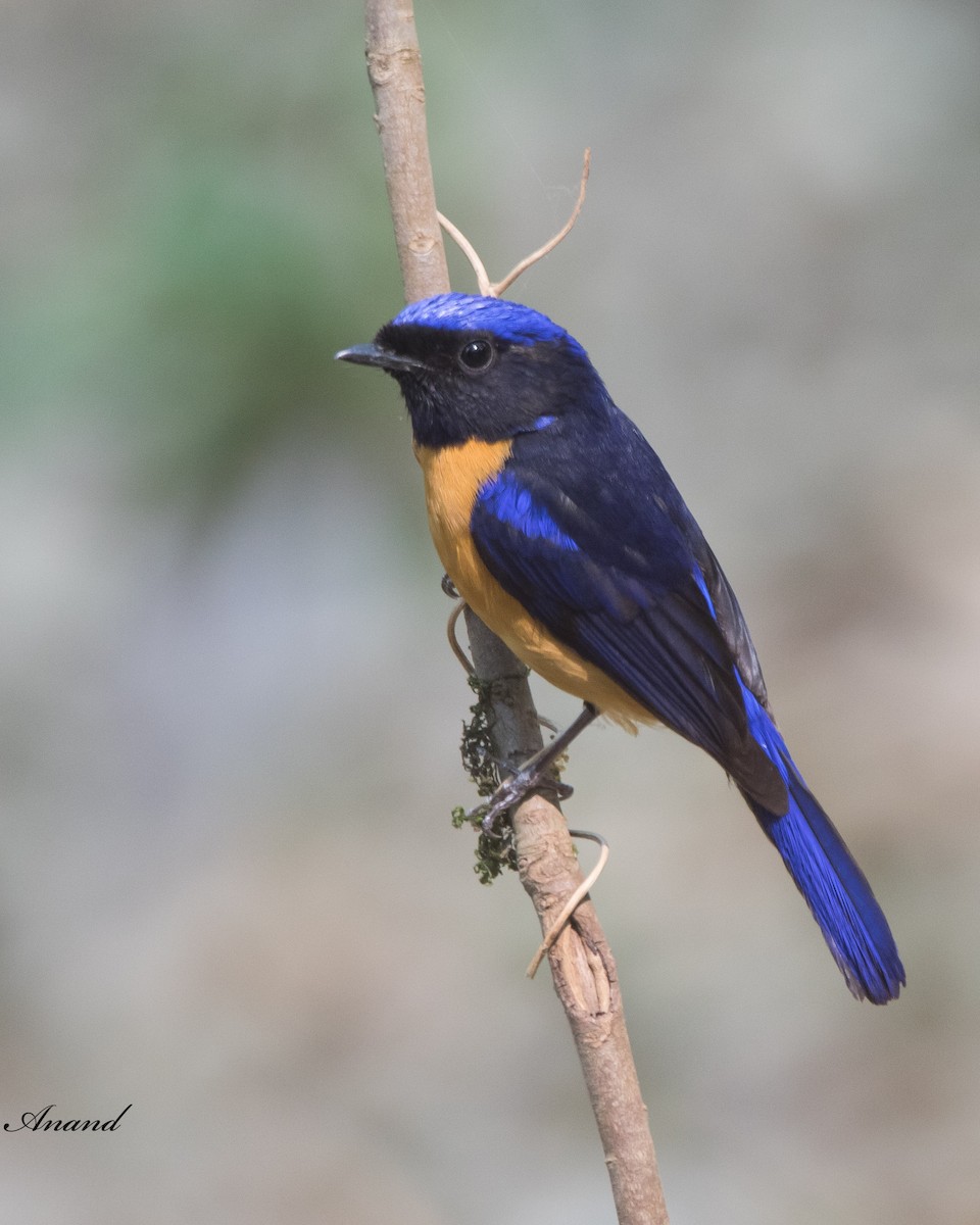 Rufous-bellied Niltava - ML618363709