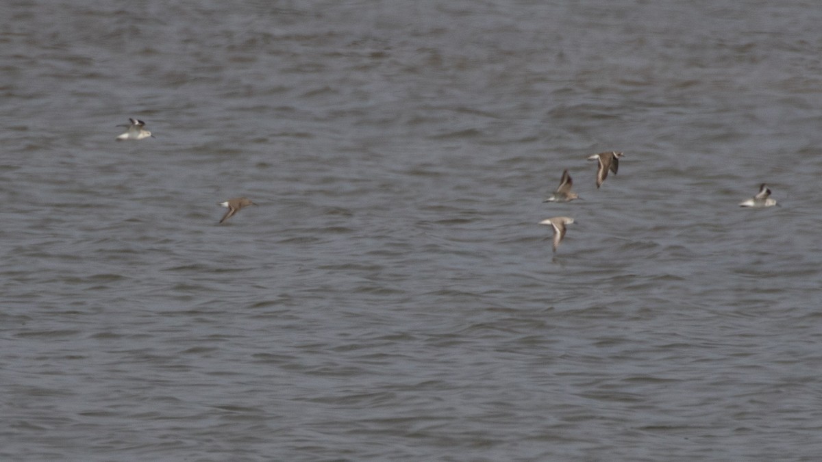 Bécasseau sanderling - ML618363714