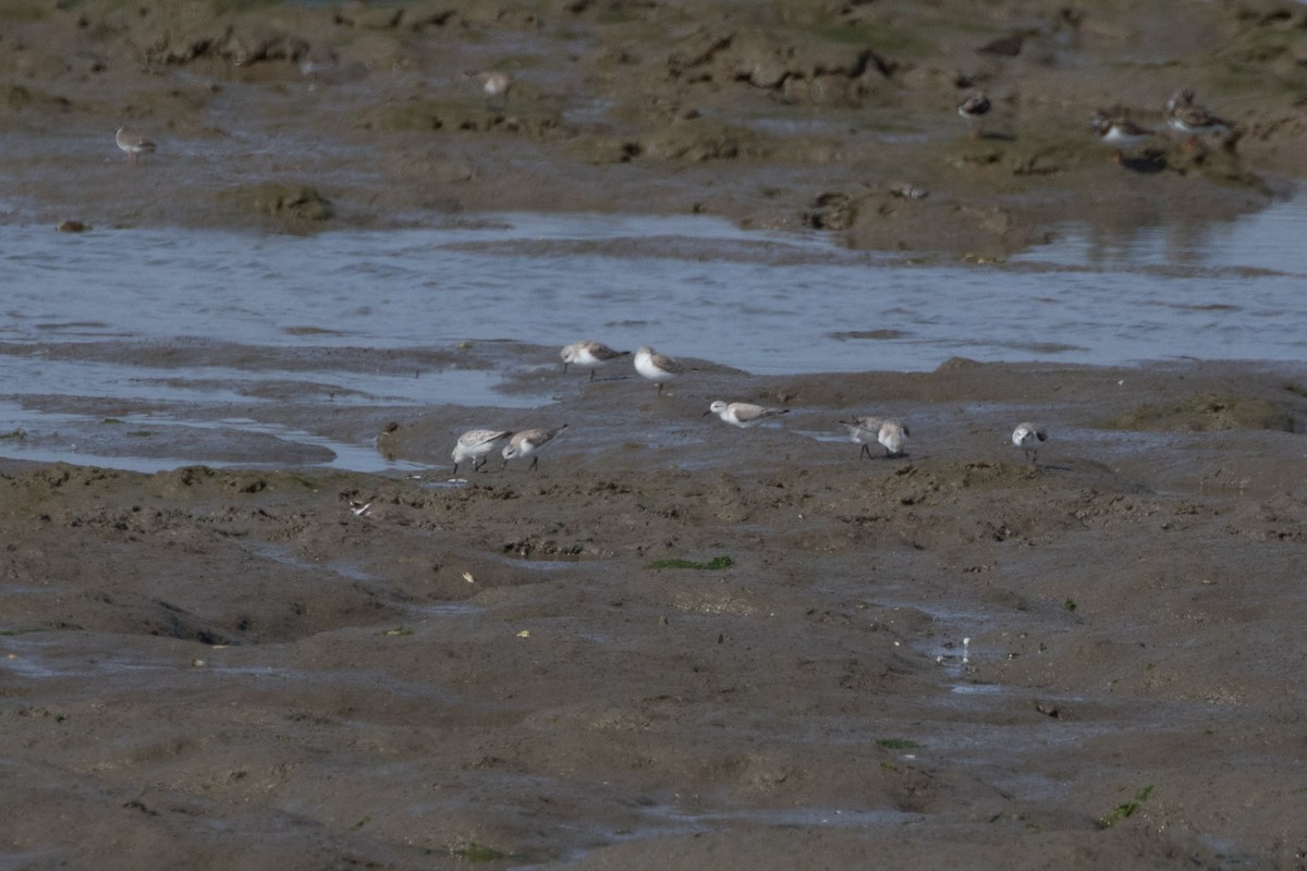 Bécasseau sanderling - ML618363715