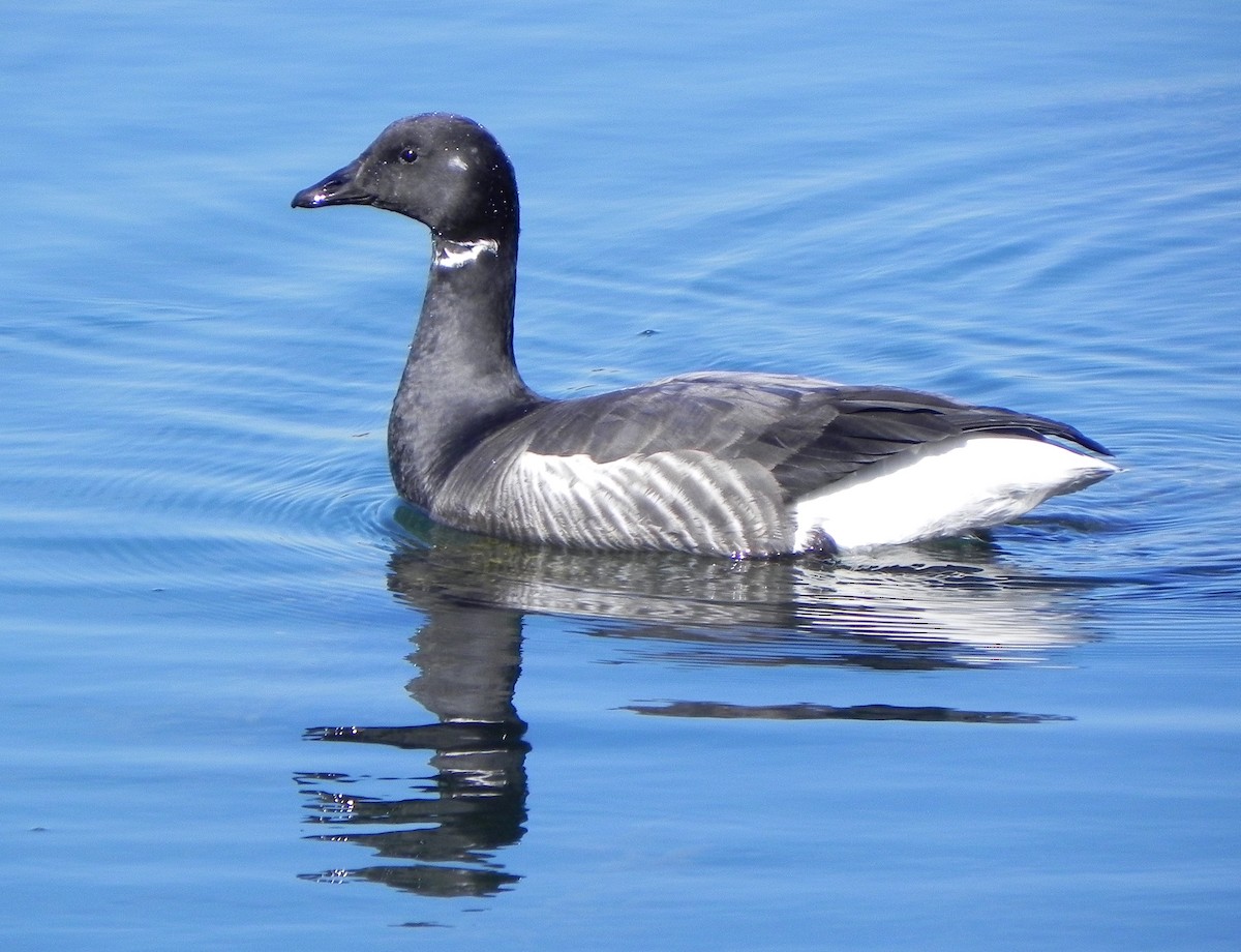 Barnacla Carinegra (bernicla) - ML618363722