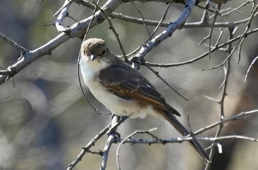 Marico Flycatcher - Anthony Schlencker