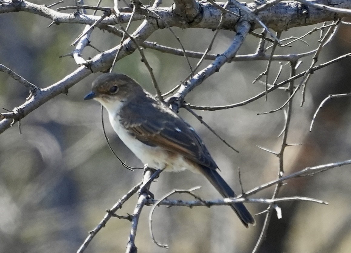 Marico Flycatcher - Anthony Schlencker