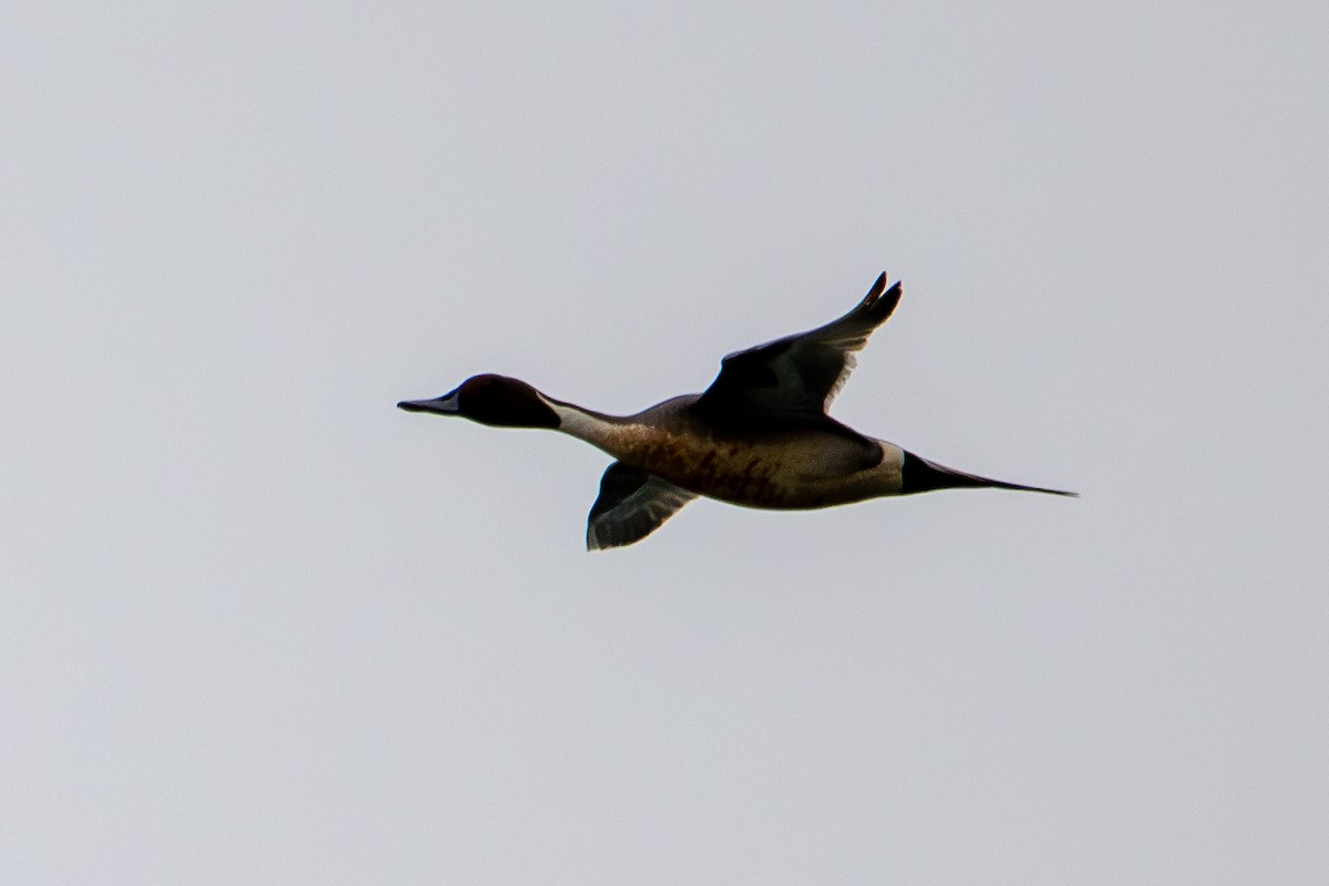 Northern Pintail - ML618363744