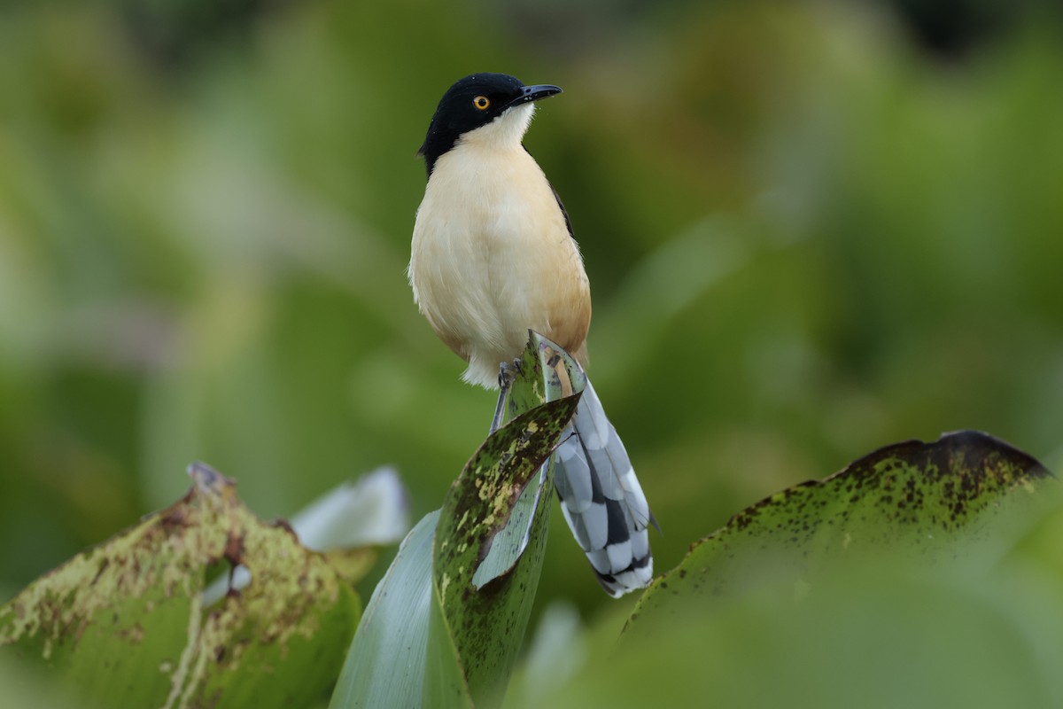 Black-capped Donacobius - ML618363753