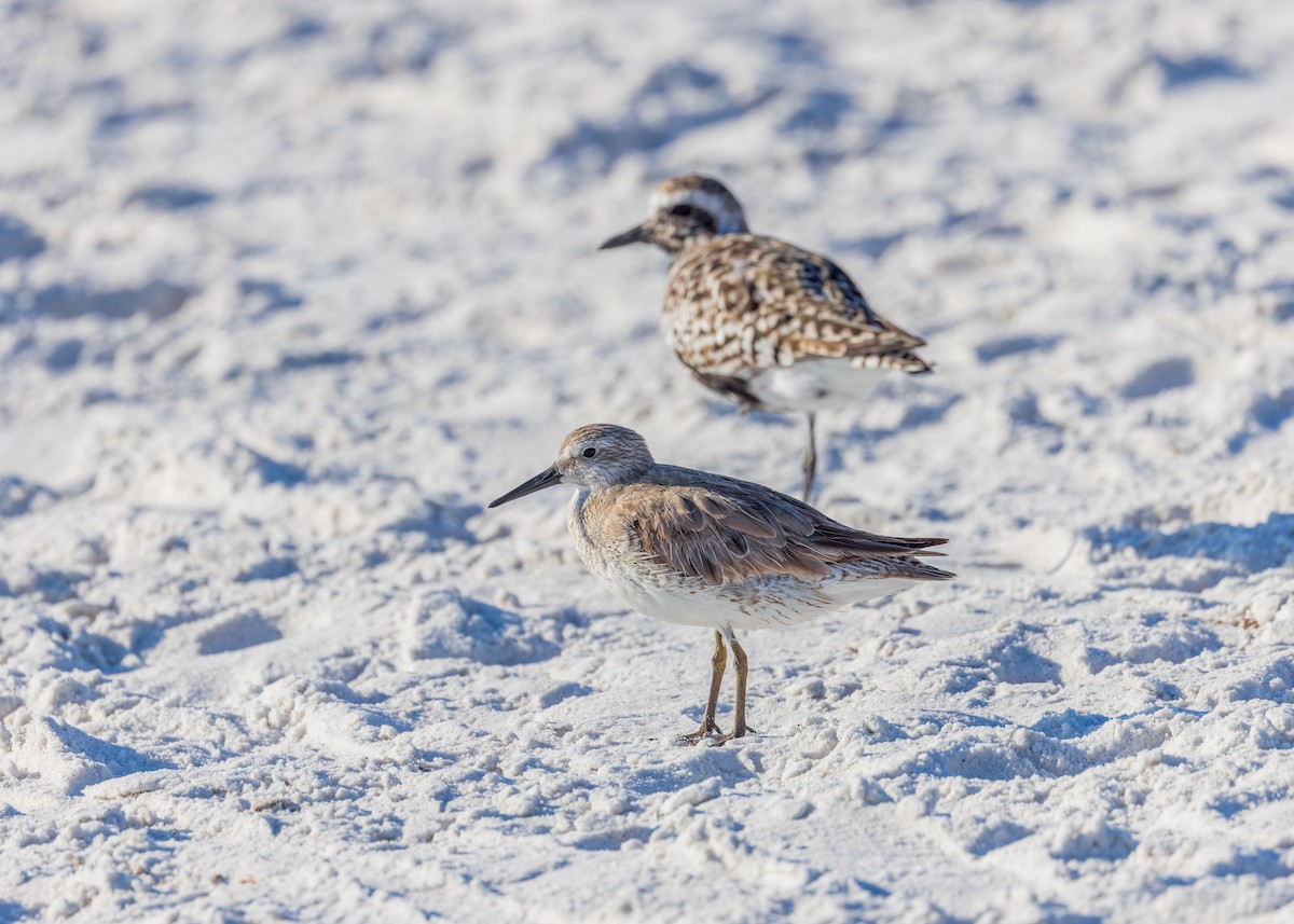 Red Knot - Verlee Sanburg