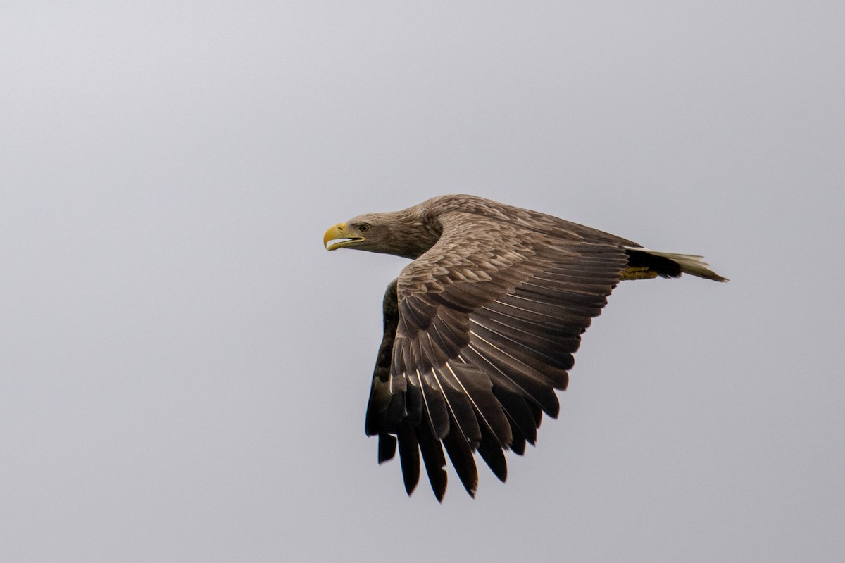 White-tailed Eagle - Morten Lisse