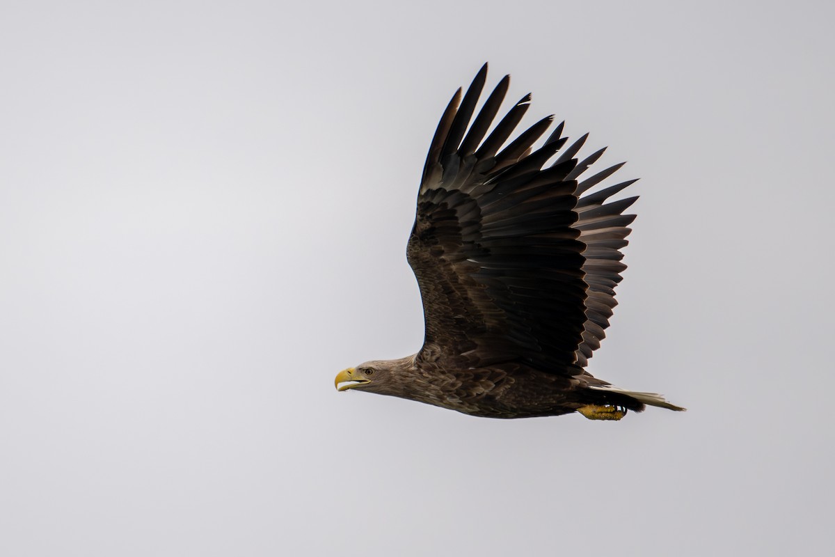 White-tailed Eagle - Morten Lisse