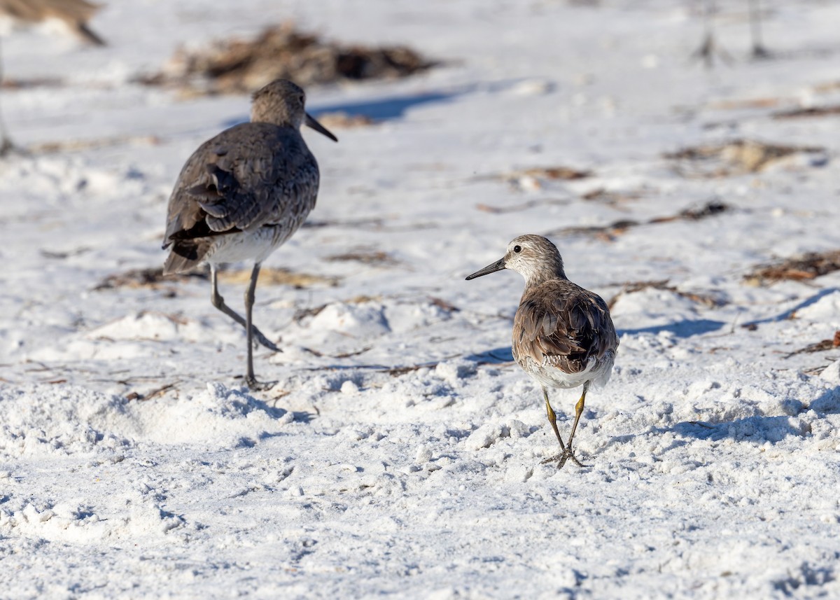 Red Knot - Verlee Sanburg