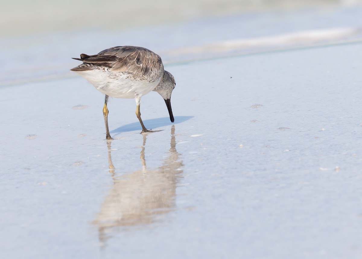 Red Knot - Verlee Sanburg