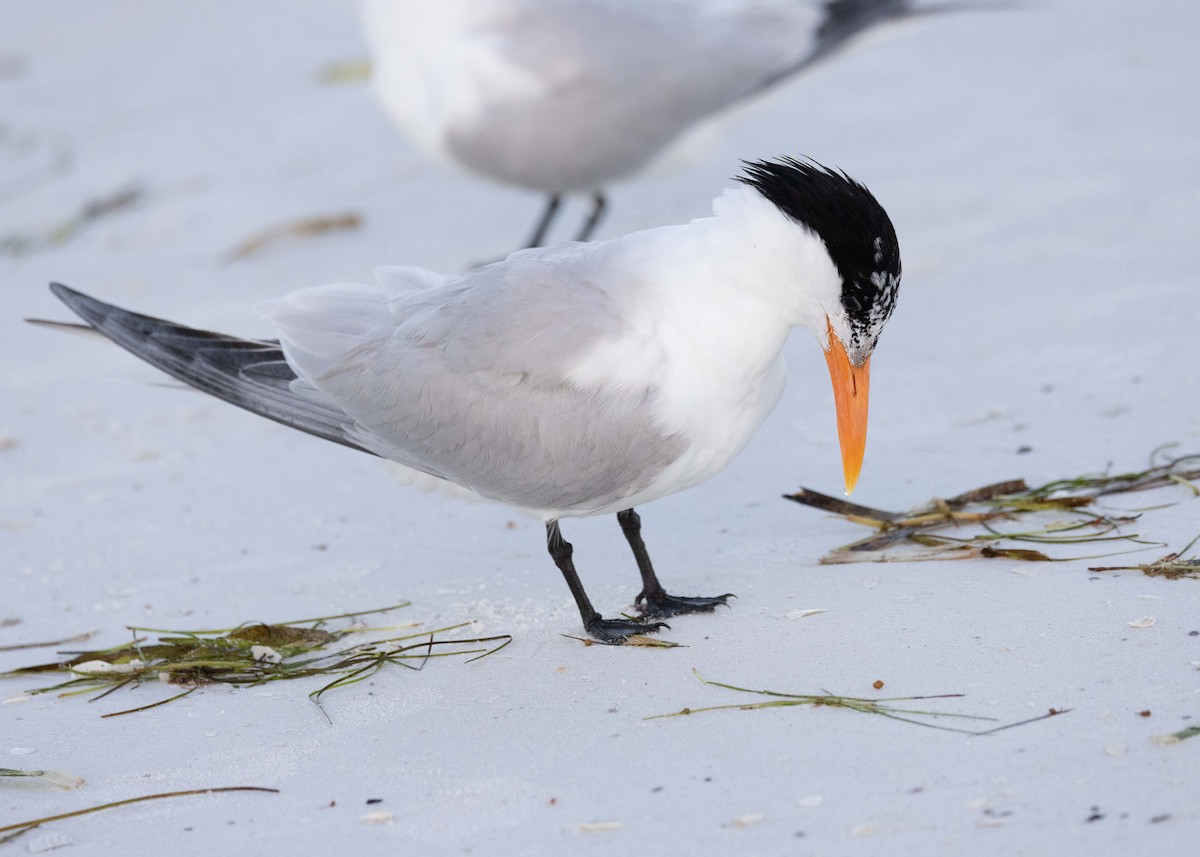 Royal Tern - Verlee Sanburg