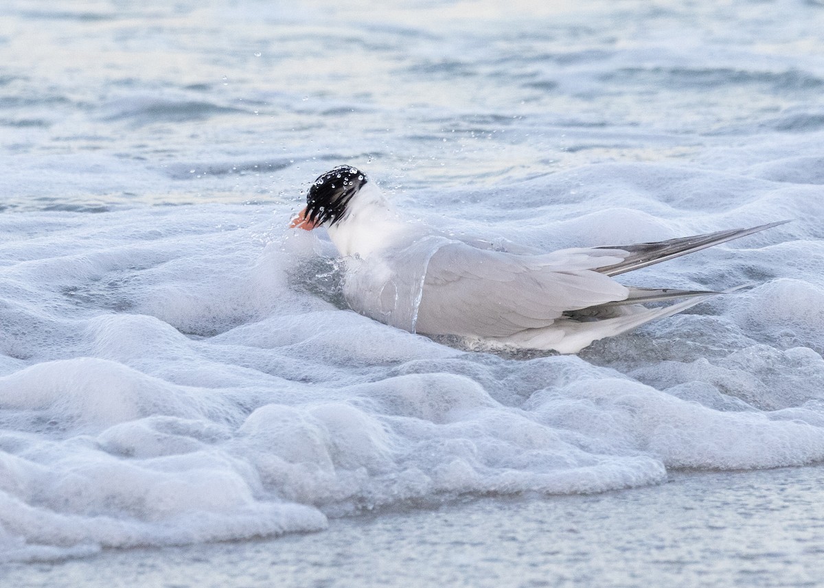 Royal Tern - Verlee Sanburg