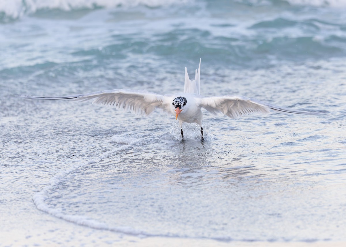 Royal Tern - Verlee Sanburg