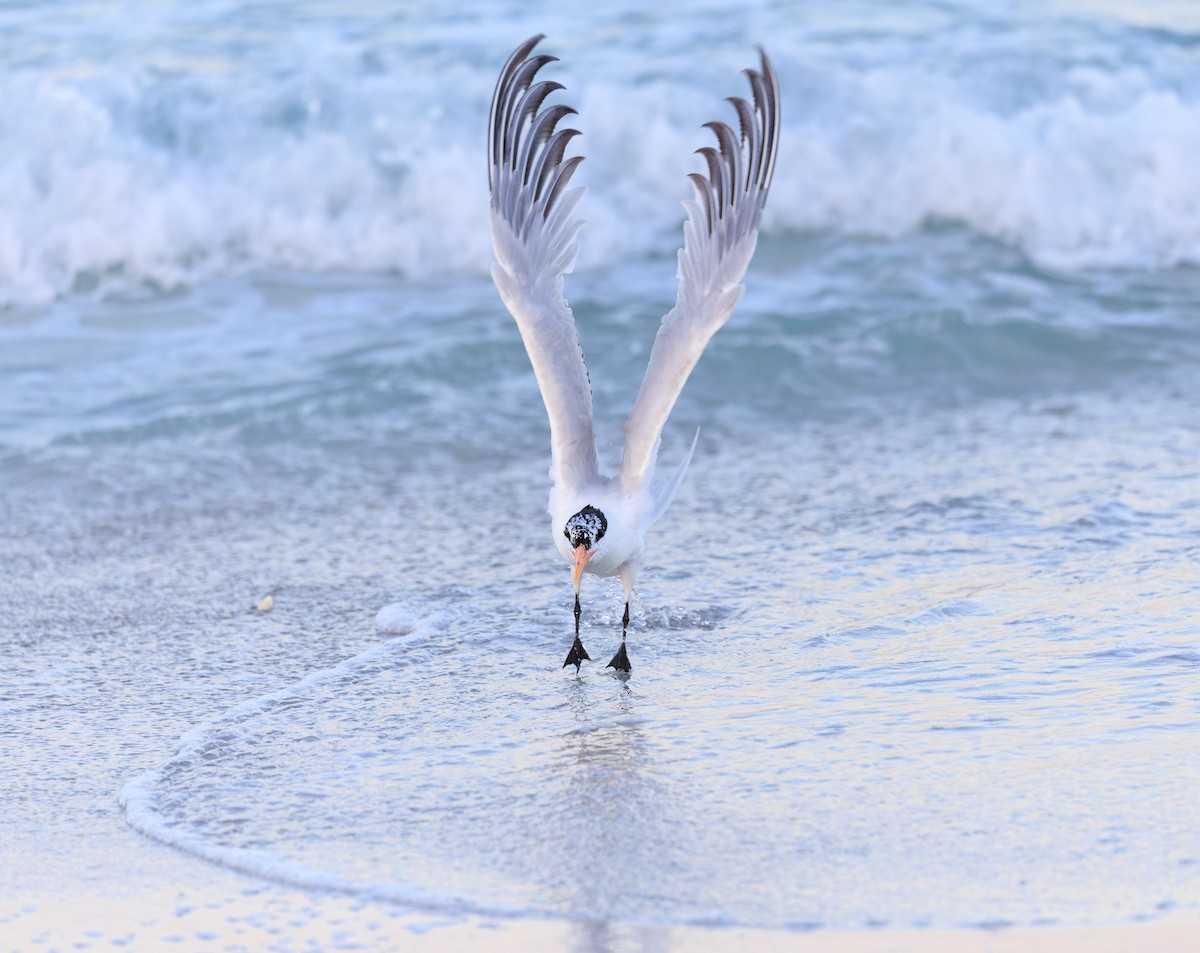 Royal Tern - Verlee Sanburg