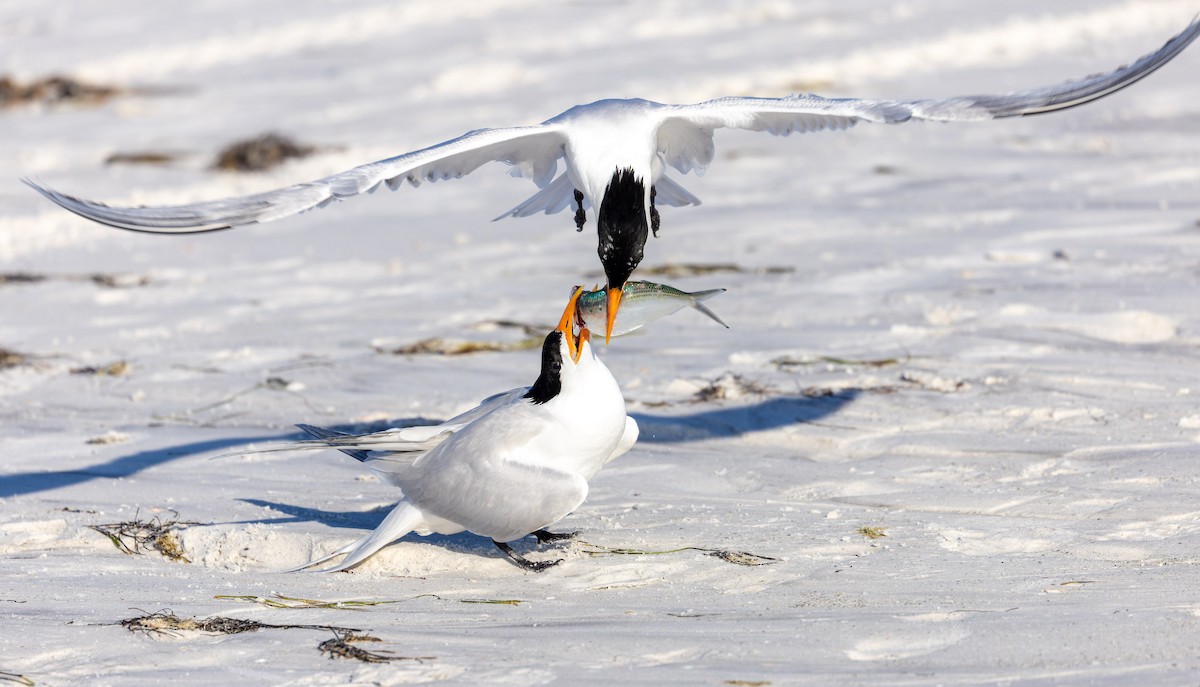 Royal Tern - Verlee Sanburg