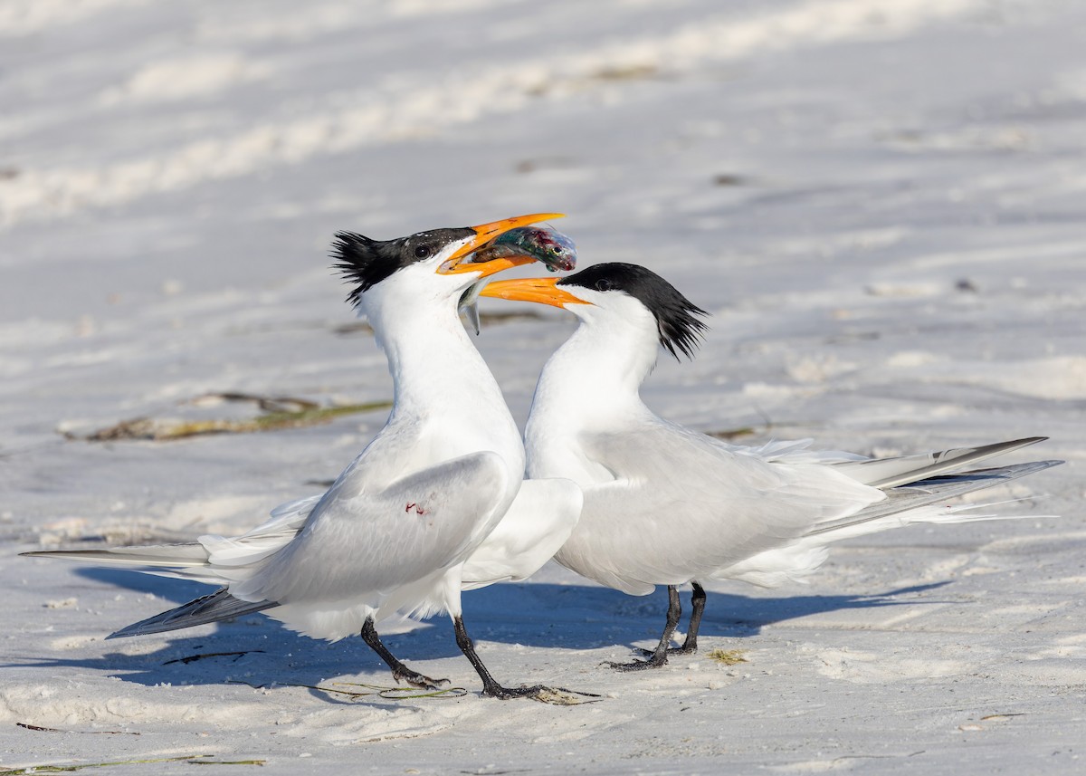 Royal Tern - Verlee Sanburg