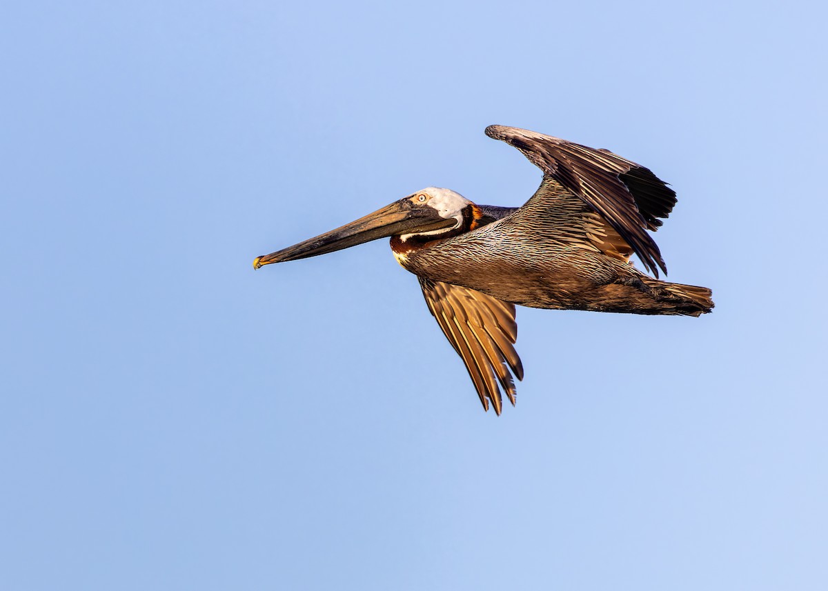 Brown Pelican - Verlee Sanburg