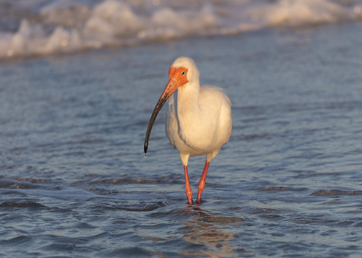 ibis bílý - ML618363823