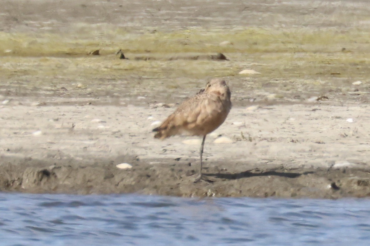 Marbled Godwit - ML618363825