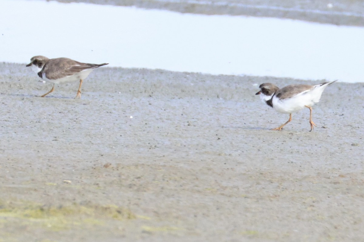 Semipalmated Plover - ML618363828