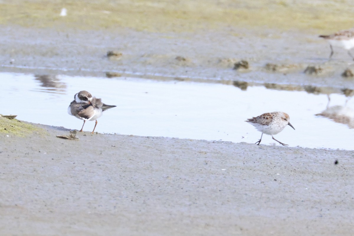 Semipalmated Plover - ML618363829