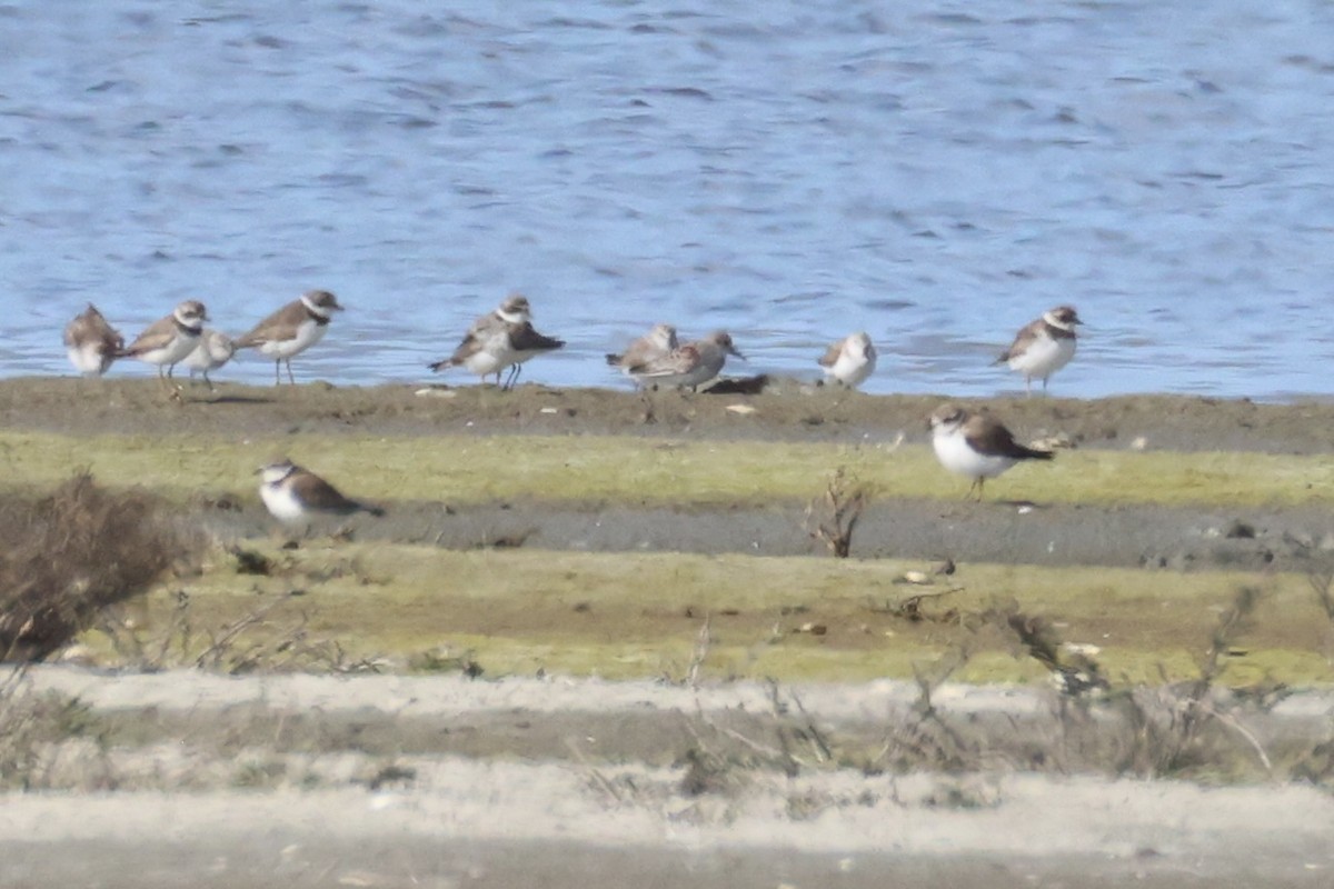 Semipalmated Plover - ML618363830