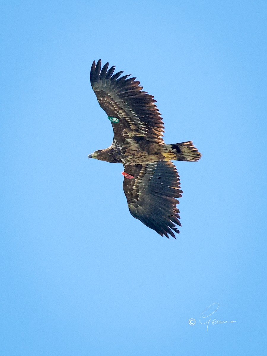 White-tailed Eagle - Gemma Kelleher