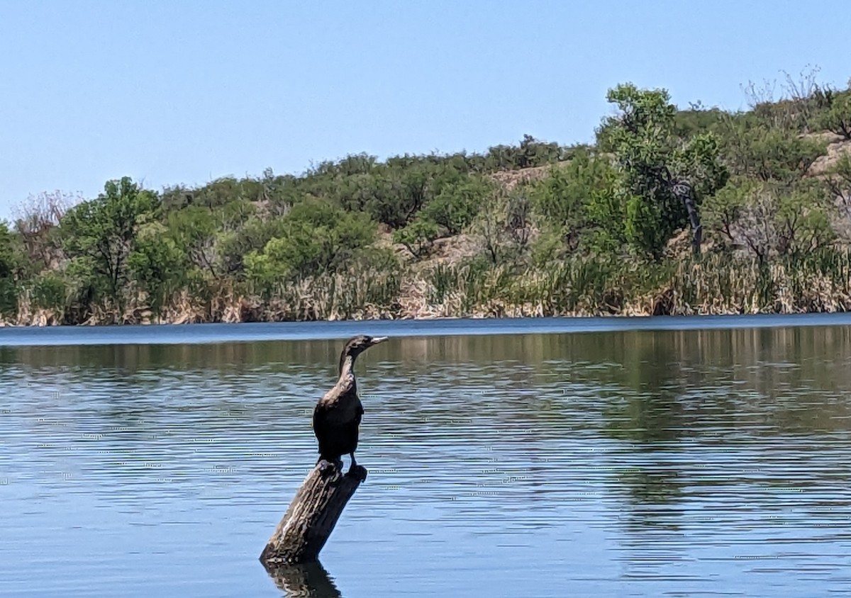 Neotropic Cormorant - ML618363865